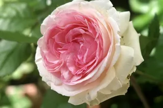 佛罗里达，玫瑰，粉红色，开花，盛开，开放，春天