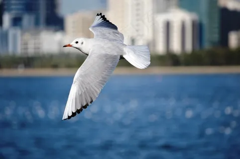 海鸥,动物,鸟,海鸟,飞行,翅膀,传播 海鸥,动物,鸟,海鸟,飞行,翅膀,传播
