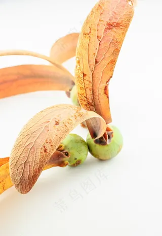 植物，种子，自然，农业，幼苗，环境