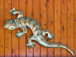 戈安娜，蜥蜴，爬行动物，生物，澳大利亚，金属