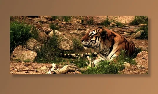 虎，猫，西伯利亚虎