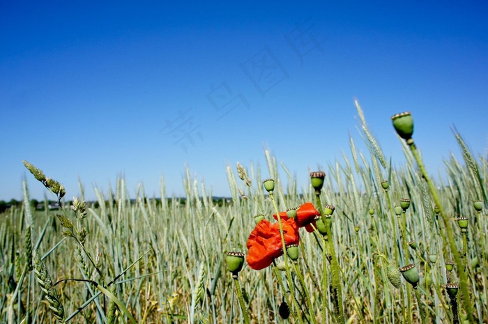 罂粟，开花，字段，Mohngewaechs，花