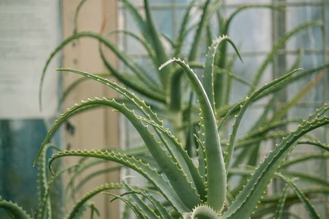 植物，仙人掌，肉质，自然，绿色，花园，植物学