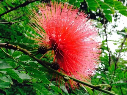 异国情调，开花，头像，热带，异国情调