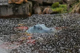 河马，自然，冰，水