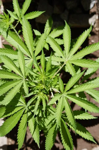 大麻，叶，自然