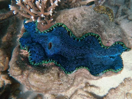 蛤,海洋,大堡礁,蓝色,水下,礁 蛤,海洋,大堡礁,蓝色,水下,礁