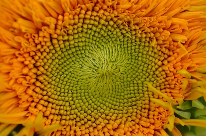 太阳花，花，花园，关闭，上升，夏天