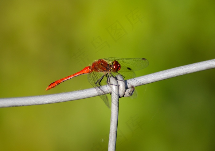 蜻蜓，红色，昆虫，透明，翅膀，花丝