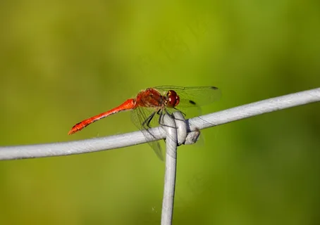 蜻蜓,红色,昆虫,透明,翅膀,花丝 蜻蜓,红色,昆虫,透明,翅膀,花丝