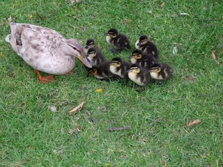 小鸭，动物，羊群，家庭，鸟类，鸭子