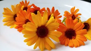 万寿菊，鲜花，春天的自然，植物，金盏草