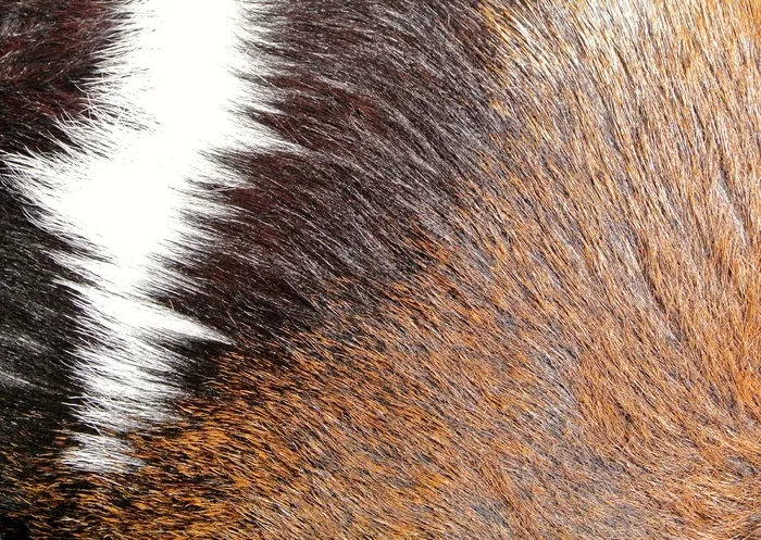 毛皮，棕色，纹理，背景，骄傲