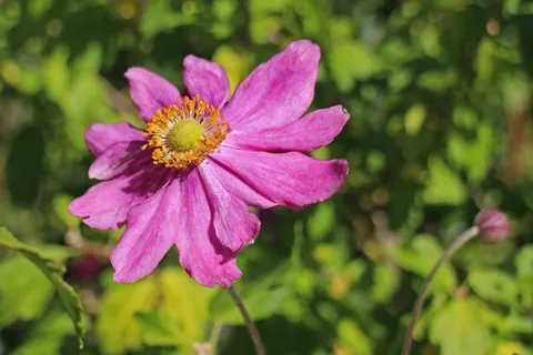 银莲花,秋天,银莲花,园林植物,盛开,秋季 银莲花,秋天,银莲花,园林植物,盛开,秋季