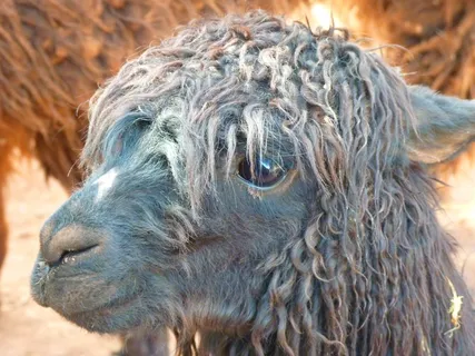 羊驼，喇嘛，动物，毛茸茸，蓬松，头，头发，毛皮