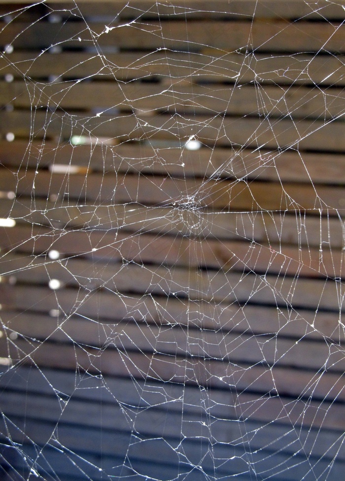 蜘蛛网，蜘蛛网，蜘蛛，网络，线，蛛网