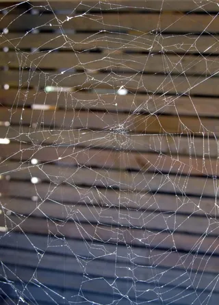 蜘蛛网，蜘蛛网，蜘蛛，网络，线，蛛网