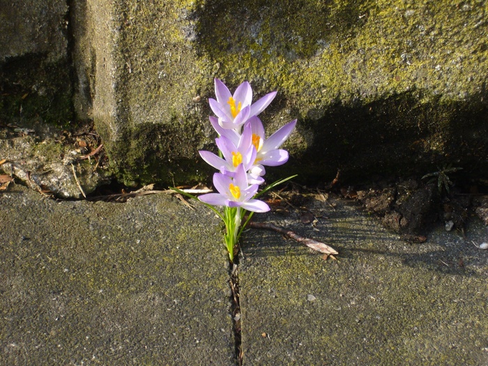 自然，番红花，花，自然奇观