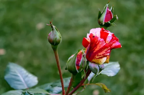 玫瑰,多色,开花,芽,关闭,关闭 玫瑰,多色,开花,芽,关闭,关闭