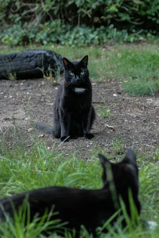 猫，自然，宠物，动物，黑色