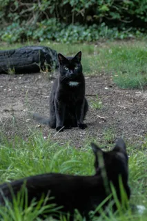 猫,自然,宠物,动物,黑色 猫,自然,宠物,动物,黑色
