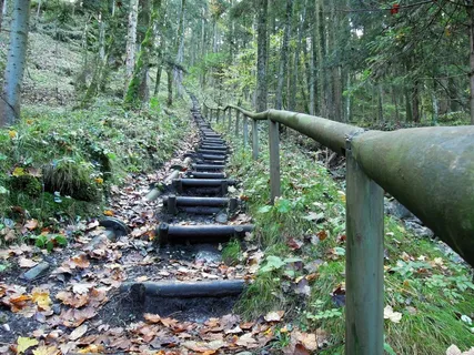 天然林，路径，绿色，森林，离，楼梯