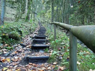 天然林，路径，绿色，森林，离，楼梯