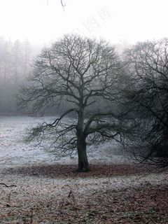树，雾，气氛，秋天