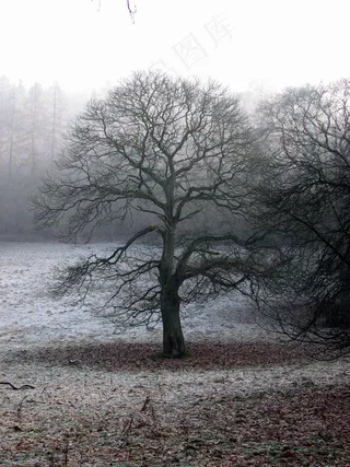 树，雾，气氛，秋天