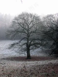 树,雾,气氛,秋天 树,雾,气氛,秋天