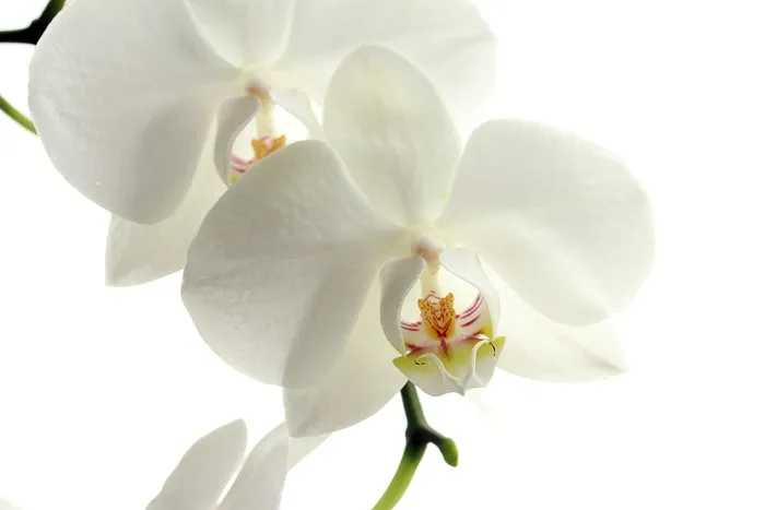 蝴蝶兰,兰花,花卉,鲜花特写,白樱花,在白色背景上的兰花花