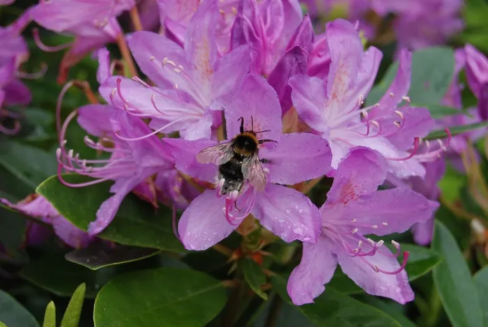 蜜蜂，杜鹃花，花，昆虫，花的，植物