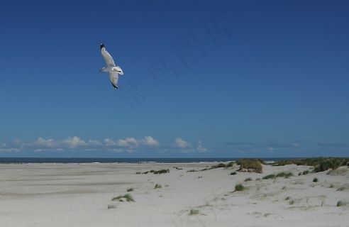海鸥,白鸥,红嘴鸥,热带海鸟,莱尔德,鸟飞海岸海鸥