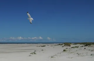 海鸥,白鸥,红嘴鸥,热带海鸟,莱尔德,鸟飞海岸海鸥