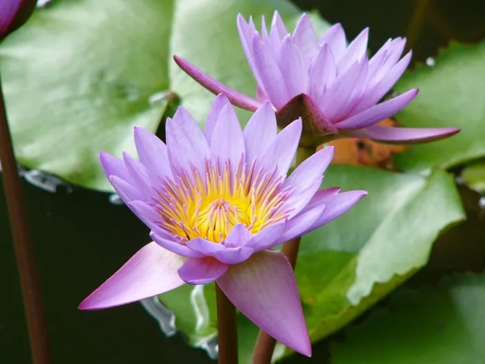 莲花，花，粉红色，水生，紫，植物，花瓣