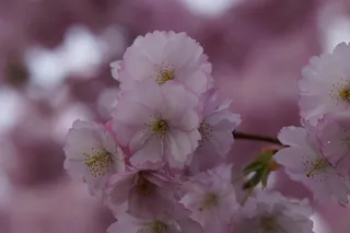樱花，开花，春，开花，关闭