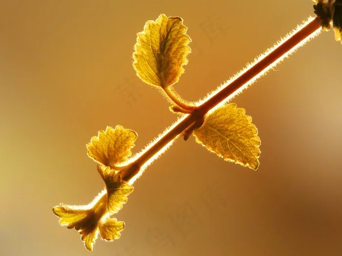 植物，黑莓，科，照明，阳光