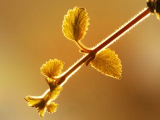 植物，黑莓，科，照明，阳光
