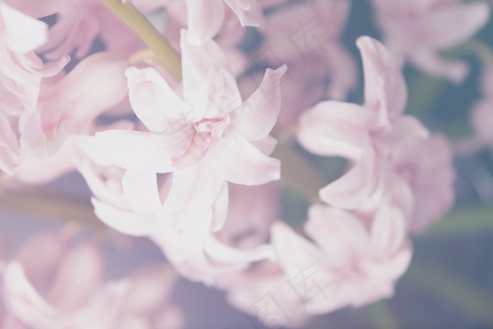 植物，花，粉红色，百合，自然，春天，花园