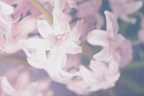 植物，花，粉红色，百合，自然，春天，花园