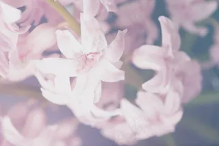 植物，花，粉红色，百合，自然，春天，花园