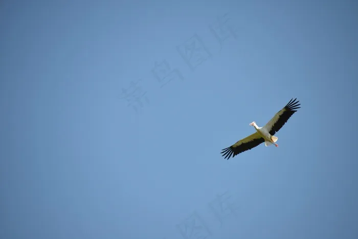 鹳，鸟，动物，拨浪鼓鹳，白鹳