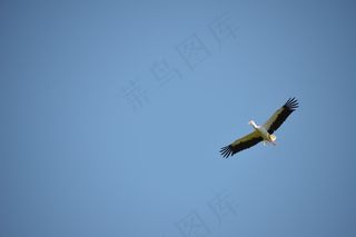 鹳，鸟，动物，拨浪鼓鹳，白鹳