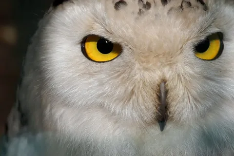 猫头鹰,雪y,女性,全身羽毛,放松,注意 猫头鹰,雪y,女性,全身羽毛,放松,注意