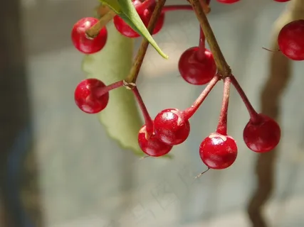 但是比赛金,水果,秋天,红色,果树 但是比赛金,水果,秋天,红色,果树