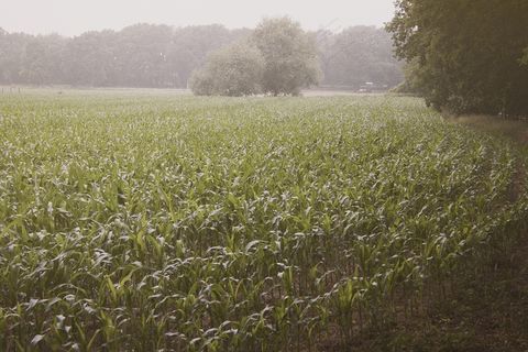 稻田,玉米,草地,庄稼地,树,玉米田