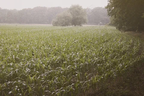 稻田,玉米,草地,庄稼地,树,玉米田