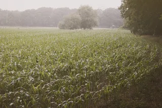 稻田,玉米,草地,庄稼地,树,玉米田