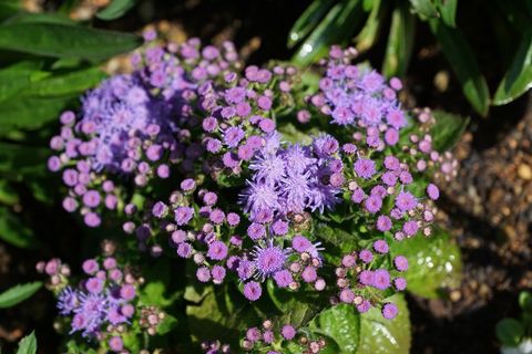花,紫色,绽放 花,紫色,绽放