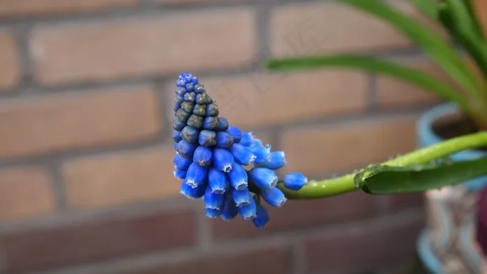 蓝葡萄，穆斯卡里，春天的花朵，花盆，花园